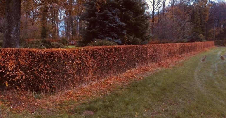 126154831 1091939161267256 4333087326563479362 o 768x403