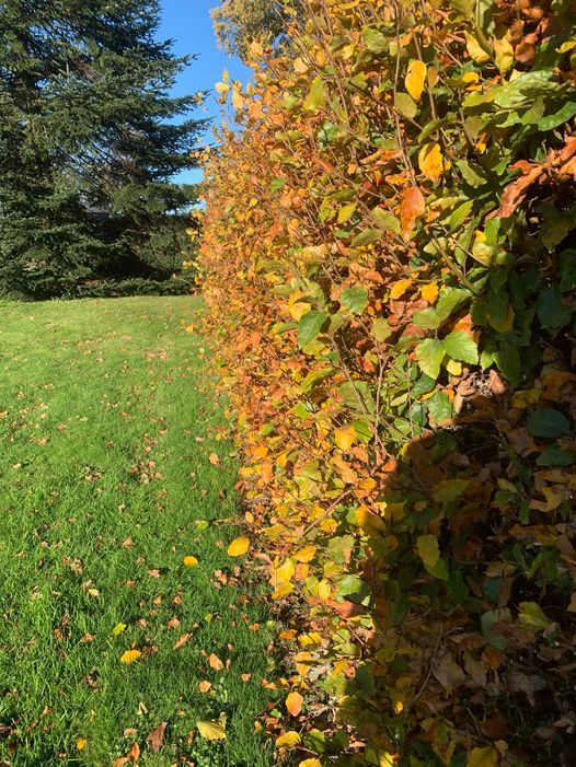 126482898 1093422064452299 4033973102814246897 o