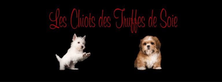 51116806 2314220261976261 294363155658702848 o 768x285