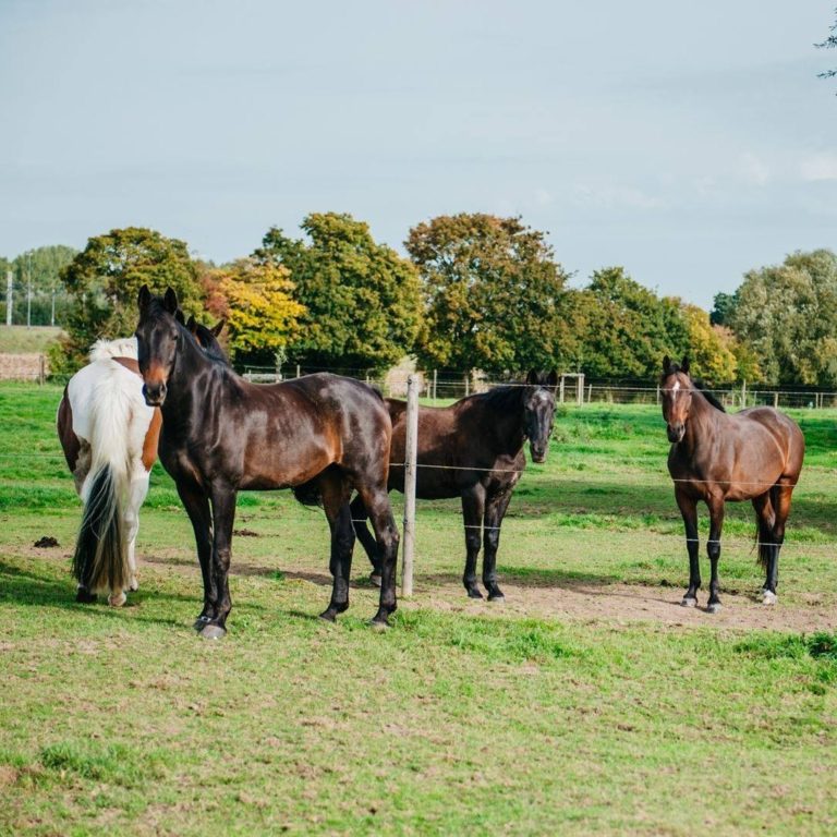 89119013 2581813165254022 7043638535991066624 o 768x768