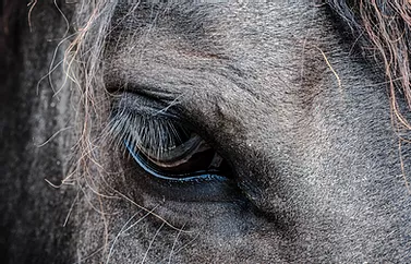 cheval